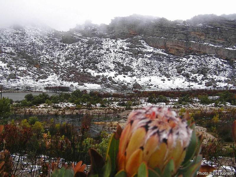 Protea Blume, wird auch Pflanze gesagt, in der Winter Landschft Sd Afrikas. Aufgenommen im Winter Juli 2006