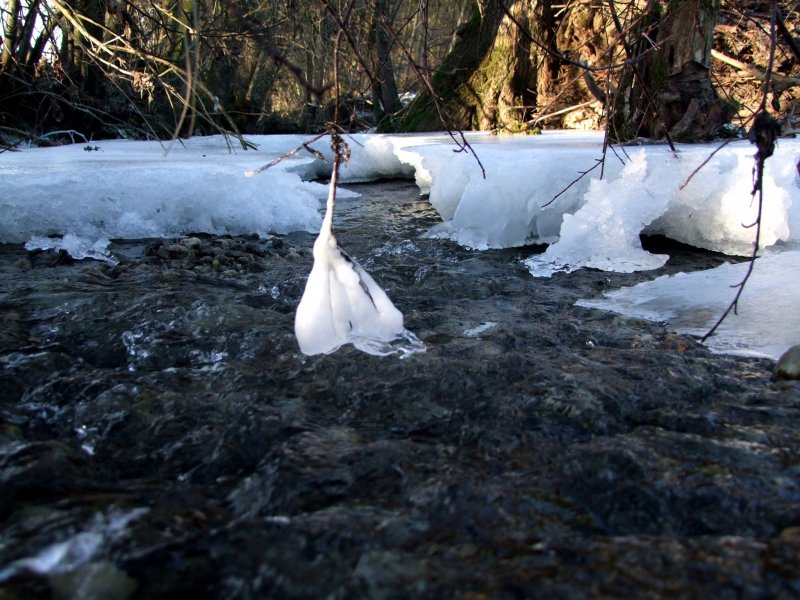 Quirlig baumelt der  Eissack  am kleinen Zweiglein; 090116