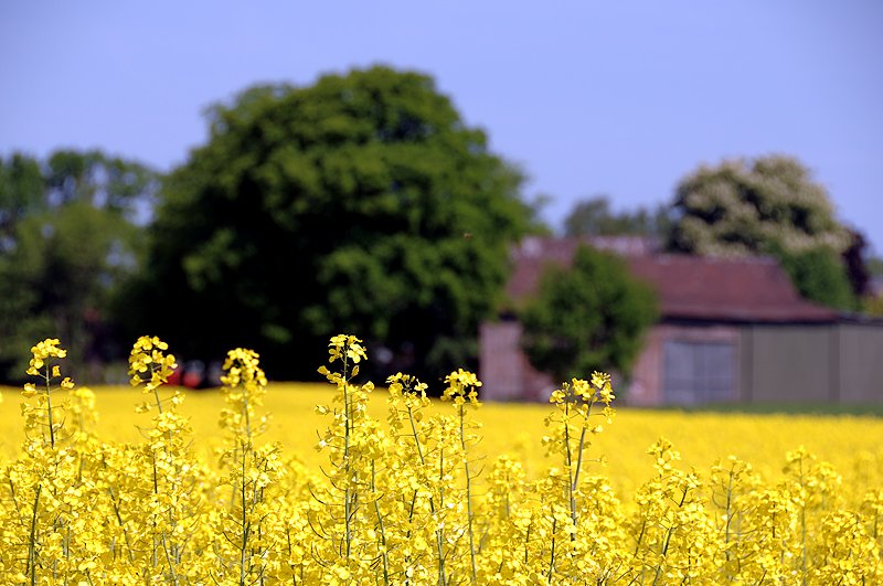 Rapsblte bei Bendfeld, Mai 2008