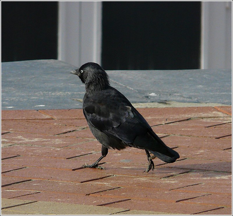 Recht selbstbewusst schreitet diese Dohle ber den Zeedijk in Blankenberge am 12.09.08. (Jeanny)  