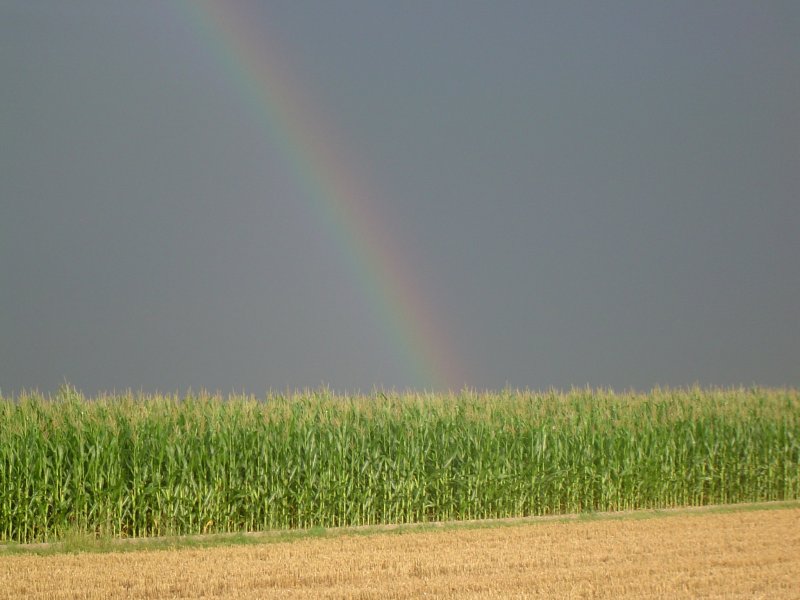 Regenbogen ber einem Maisfeld.