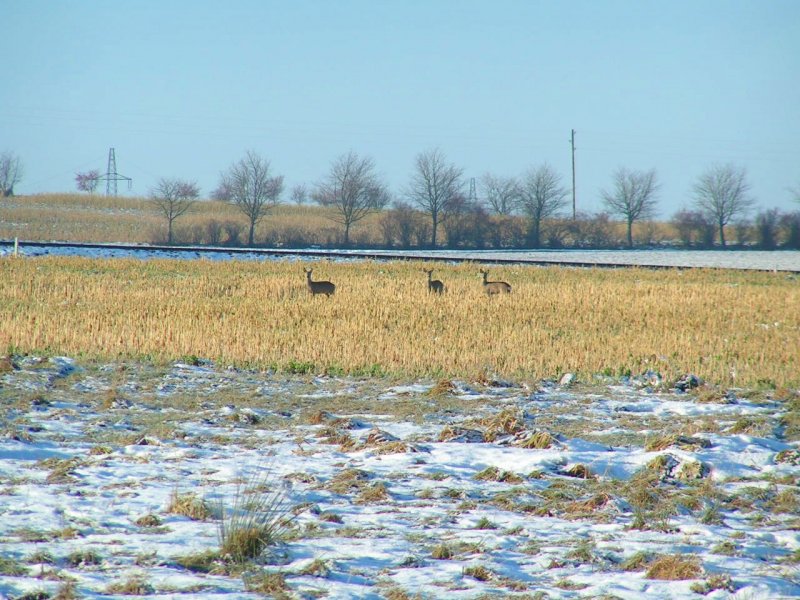 Rehe suchen in der Winterlandschaft entlang der Hausruckbahnstrecke nach Nahrung (2005-12-11)