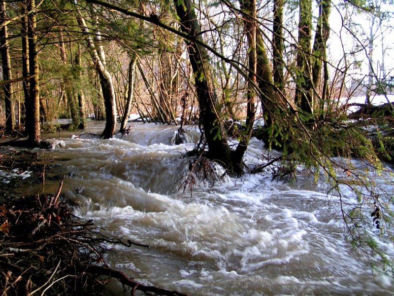 Reissende Fluten im sonst so friedlichem Schwarzenbach; 090228