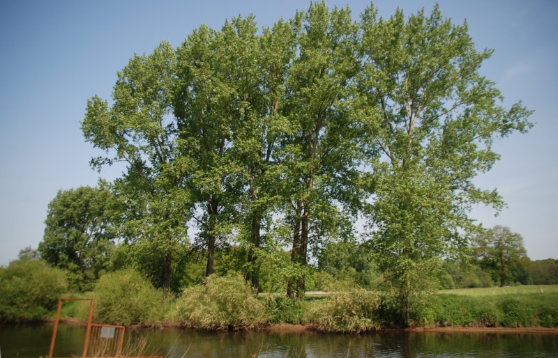 RHEINE, 10.05.2009, an der Ems bei Mesum