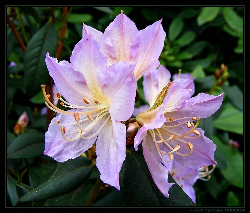 Rhododendrenblte