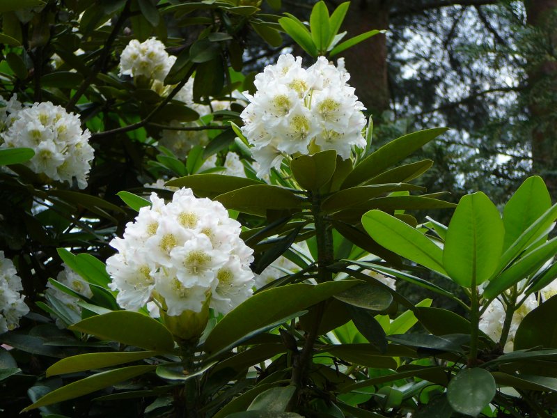 Rhododendron im Botanischen Garten von Marburg, Pfingsten 2009