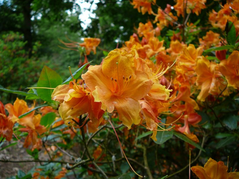 Rhododendron im Botanischen Garten von Marburg, Pfingsten 2009