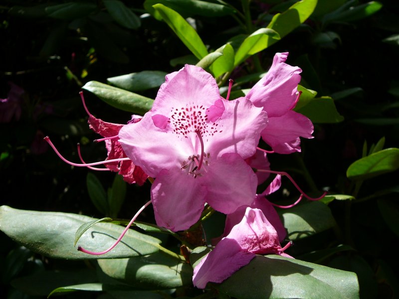 Rhododendron im Botanischen Garten von Marburg, Pfingsten 2009