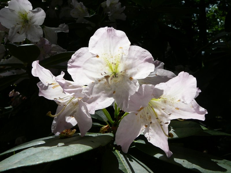 Rhododendron im Botanischen Garten von Marburg, Pfingsten 2009