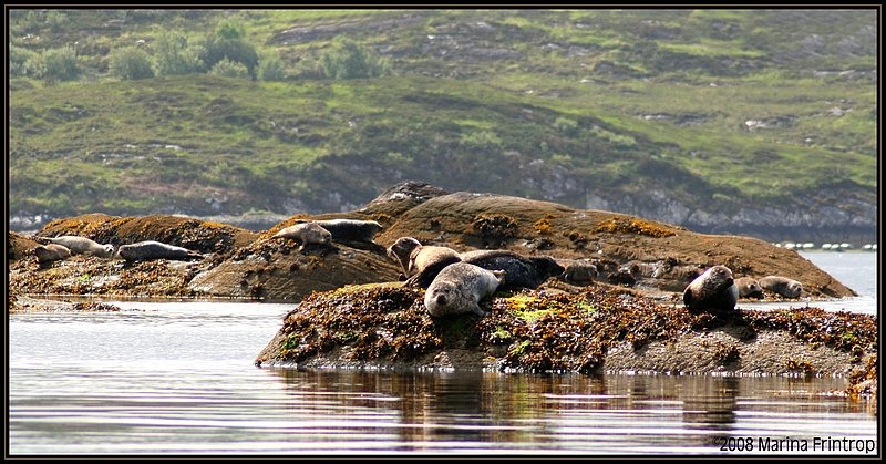 Robben-Kolonie in der Bantry Bay bei Glengariff, County Cork