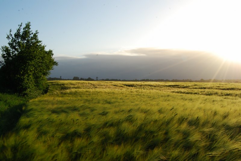 Roggen nach Sonnenaufgang. Am Horizont ist schon die Regenwolke zu ersphen, die dem Tag viel Regen bescherte. 3.6.09