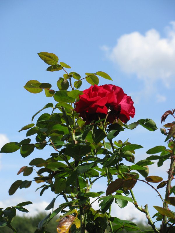 Rosen auf dem Museumsgelnde in der Amtsstrae in Gadebusch 22.08.2009