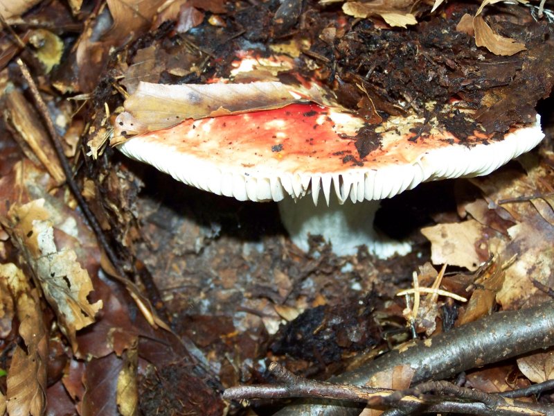 Roter Fliegenpilz beim Wandern entdeckt.