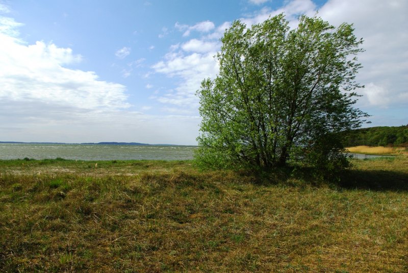 Rgen - Ein strmischer Frhlingstag am Groen Jasmunder Bodden bei Lietzow