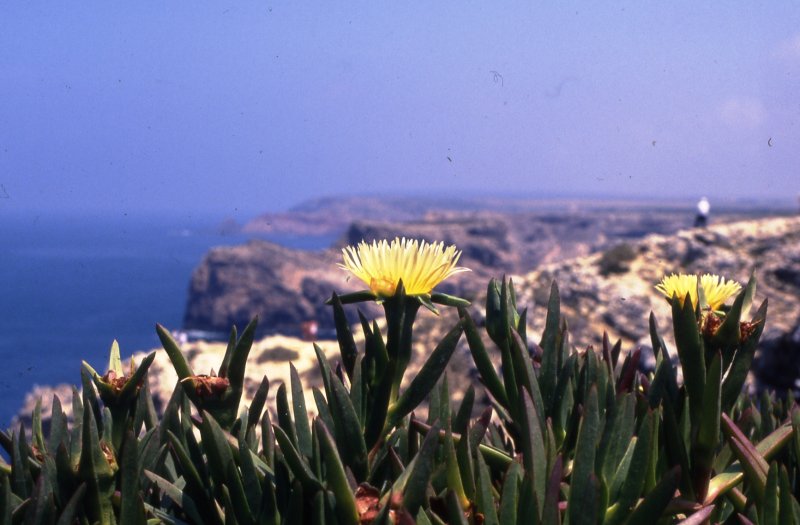 SAGRES, 07.05.1995, Blick vom Cabo de São Vicente auf die Westküste Richtung Norden -- eingescanntes Dia