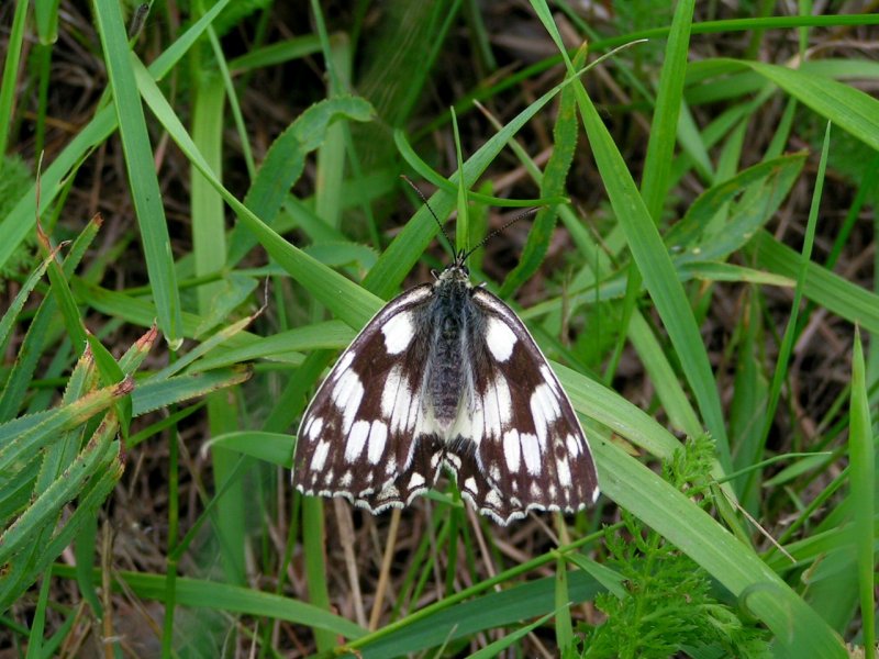 Schachbrett(Melanargia galathea )bei einem  kurzen Boxenstop ; 080617