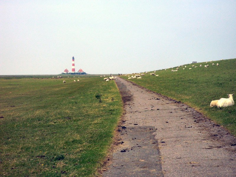 Schafe beim Leuchtturm Westerhever. Sommer 2003