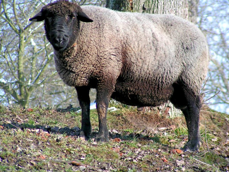 Schafwidder thront am Hgel und bewacht seine  Schflein ; 071117