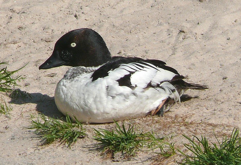 Schellente am 09.06.2008 in Wilhelma/Stuttgart - Die Schellente (Bucephala clangula) ist eine Vogelart aus der Familie der Entenvgel (Anatidae). Die 45 bis 50 cm groe Schellente wiegt 500 bis 1300 g und erreicht eine Flgelspannweite bis zu 80 cm. Was als Erstes auffllt, sind die leuchtend gelben Augen, die auch der Grund fr den englischen Namen  Goldeneye  sind. Die Schellente kann bis 17 Jahre alt werden und ihr Ruf klingt in etwa wie  rr  oder  grar . Das Mnnchen hat ein schwarz-weies Gefieder und einen dunkelgrnen Kopf. Zwischen dem Auge und dem schwarzen Schnabel gibt es einen weien Fleck. Das Weibchen hat ein graues Gefieder und einen dunkelbraunen Kopf ohne weien Fleck. Die Beine sind rtlich gefrbt. Die amerikanische Unterart Bucephala clangula americana ist etwas grer als die europische Nominatform B. c. clangula. - Lebensraum: Die Schellente lebt in Ost-, Mittel- und Nordeuropa, in Asien und Nordamerika. Sie fhlt sich an stehenden Gewssern, wie Seen und Teichen, sehr wohl. Ursprnglich war sie eine kennzeichnende Art fr nhrstoffarme, oligotrophe Gewsser. Heute werden in Mitteleuropa von der Schellente auch nhrstoffreiche, polytrophe Gewsser besiedelt. Ebenso kann man sie an langsam flieenden Gewssern und an der Kste entdecken. - Ernhrung: Die Schellente ernhrt sich von Schnecken, Krebstieren, Pflanzenteilen, kleinen Fischen, Insekten und deren Larven. Sie kann bis acht Meter tief tauchen, um dort ihre Mahlzeiten zu erbeuten. - Quelle = WIKIPEDIA