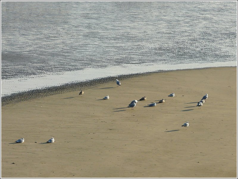 Schlafende Mwen am Strand von Blankenberge am 12.09.08. (Jeanny)