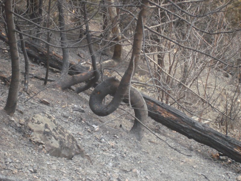  Schlaufenbaum  in einem abgebrannten Waldstck bei Arbaz am 18.04.2007.