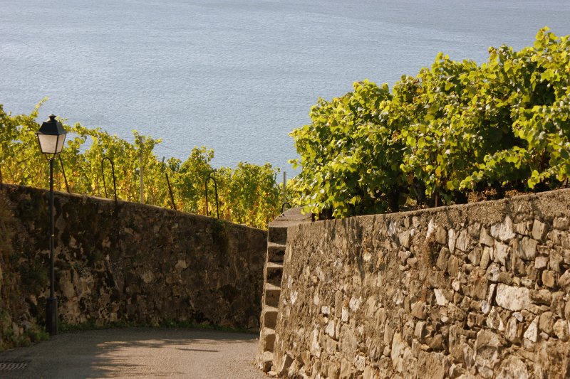 Schmale Wege, Mauern und viele Rebstcke begleiten uns beim Wandern durchs Lavaux.
(Oktober 2009)