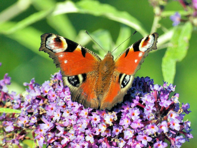 Schmetterling auf Blte - 28.09.2008