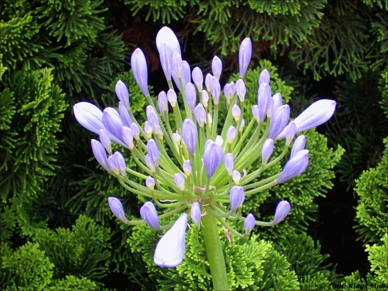 Schmucklilie (Agapanthus africanus) im Sommer 2006