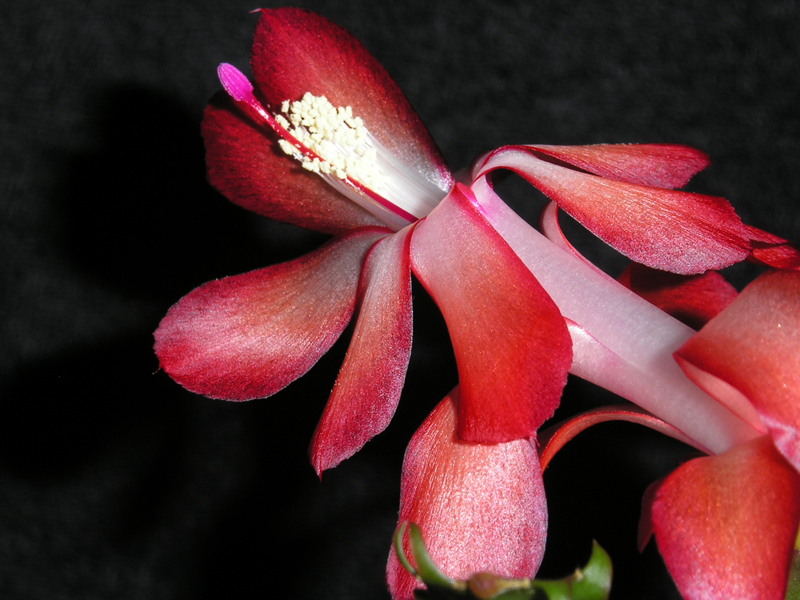 ...schn hat das die Natur hinbekommen..im November luft die Blte zur Hochform auf..  (Kaktus Schlumbergera)...