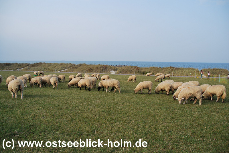 Schnberger Strand - Laboe - Wendtorf
http://www.ostseeblick-holm.de