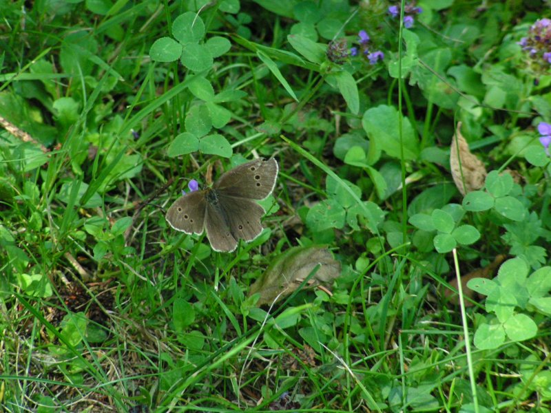 Schornsteinfeger(Aphantopus hyperantus), machte in einer Kleewiese einen kleinen Zwischenstopp 070707