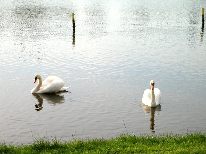 Schwne am Salweidenteich Teich, 25.05.08