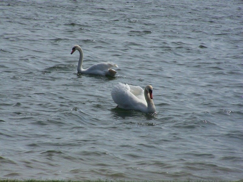 Schwne auf dem See
Aufgenommen am 15 Apri 09