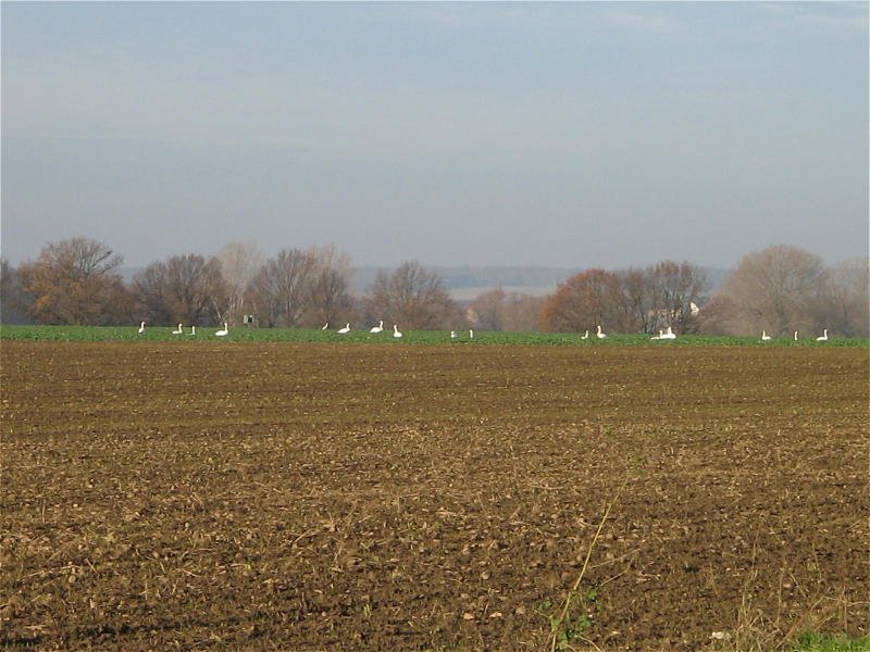 Schwne auf einem Acker bei Neichen, der 5. v.l. ist ein Silberreiher von dem 4 Stck auf dem Feld gegenber unterwegs waren, 21.11.07