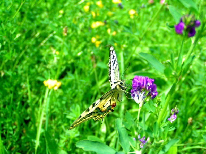 Schwalbenschwanz (Papilio machaon) macht einen ussertst kurzen Zwischenstop auf einer Blte; 080719