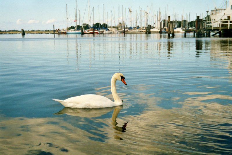 Schwan am Hafengelnde in Burg/Fehmarn  2002-09-11