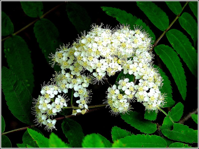 Schwierige Aufgabe für den Fokus der Kamera: Blüte der Eberesche fotografiert am 17.05.09. (Jeanny)