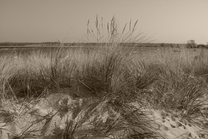 Seegras, Sand, Meer und Horizont - eingefangen in Grautnen