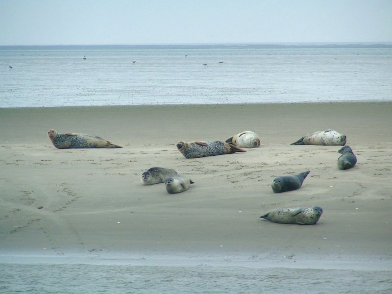 Seehunde auf einer Sandbank vor Wangerooge; August2006