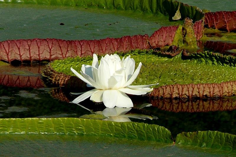 Seerose am 23.07.2008 in Wilhelma/Stuttgart (grte Seerosenart der Welt, Bltter tragen 70 kg Gewicht)