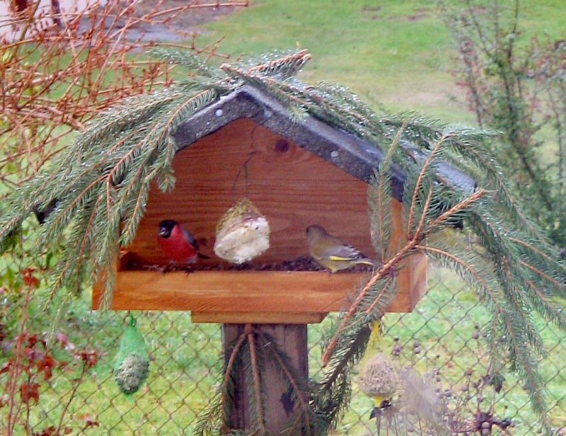 Seltener Gast am Vogelhaus. Ein leuchtend roter Gimpel war am 13.12.07 zusammen mit Meisen, Kernbeier, Spatz und Grnfink auf Futtersuche