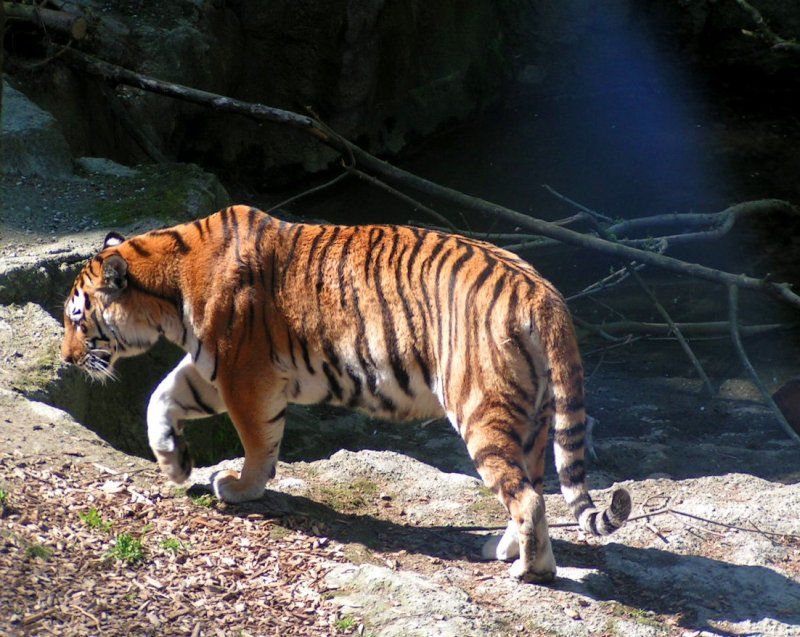 Sibirischer Tiger sucht sich ein ruhiges  Platzerl  in seinem Gehege im Zoo-Schmiding; 080504