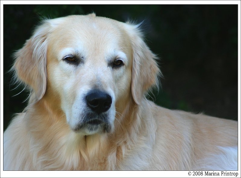 Snoopy ein 3-jhriger Golden Retriever.