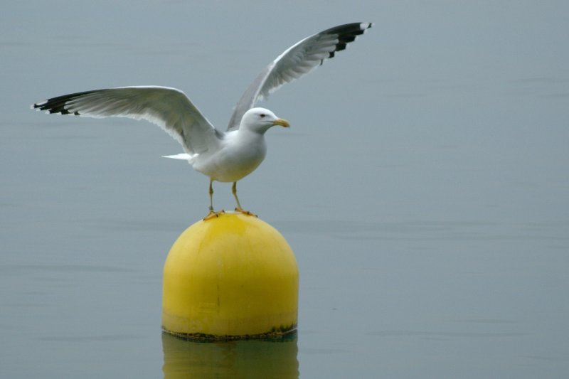 Soll ich in den Sden fliegen? Der Mwe scheint der Nebel genauso wenig zu gefallen wie uns.
(31.01.2009)