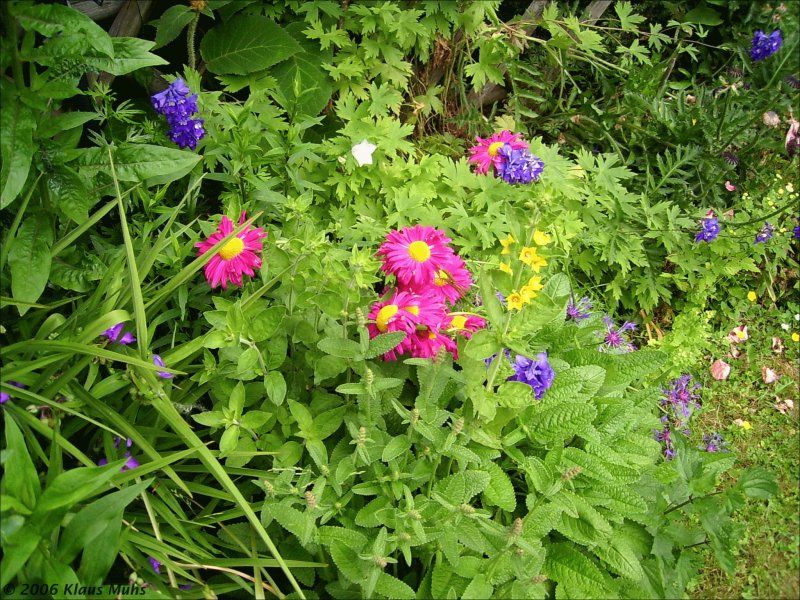 Sommer 2006 im eigenen Garten in Wanne-Eickel.