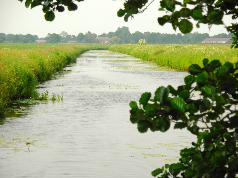 Sommerliche Landschaft in der Nhe von Timmel (Gem. Groefehn) im Juni 2007