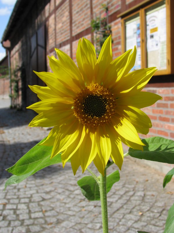 Sonnenblume in der Amtsstrae in Gadebusch 22.08.2009