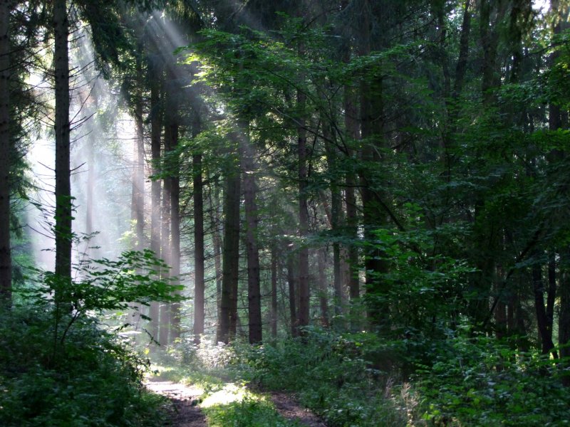 Sonnenstrahlen erleuchten den morgendlichen Waldweg; 080928