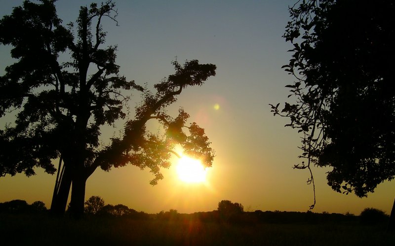 Sonnenuntergang mit einem Apfelbaum! Aufgenommen am sehr heien 25.7.2008 bei Weilheim an der Teck.