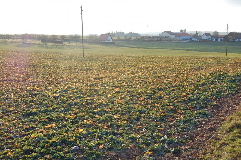 Sptherbststimmung im Odenwald. Hier in der Nhe von Gerolzahn auf einem Feldweg im Dezember 2007 aufgenommen.